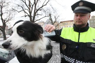 Centrální evidence psů je proti množírnám je bezzubá. Jak nenaletět?